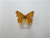 藏品(黃鉤蛺蝶)的圖片